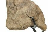Impressive, Fossil Triceratops Jugal Bone - Montana #198927-5
